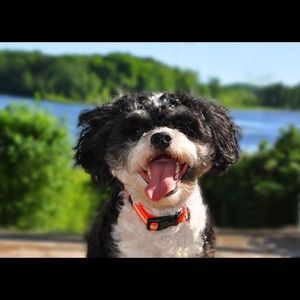 Meet your Posher, Rose